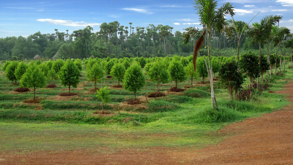Why Invest in Sandalwood Farming in Karnataka?